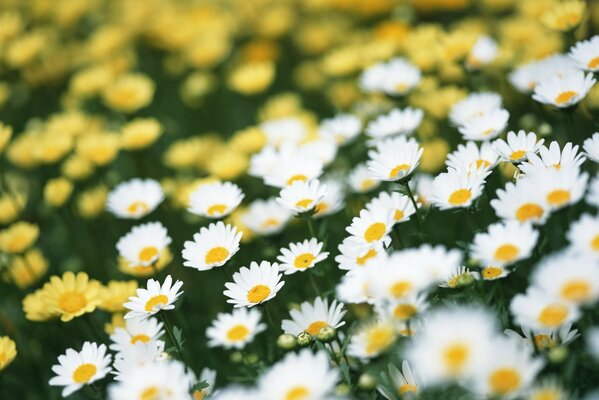 Field daisies for the soul and harmony