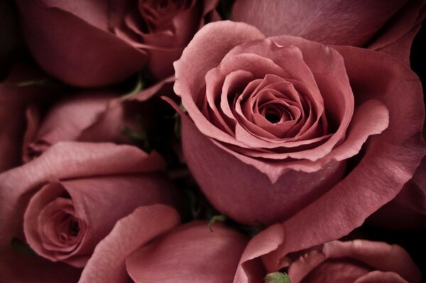 Beautiful dark pink roses