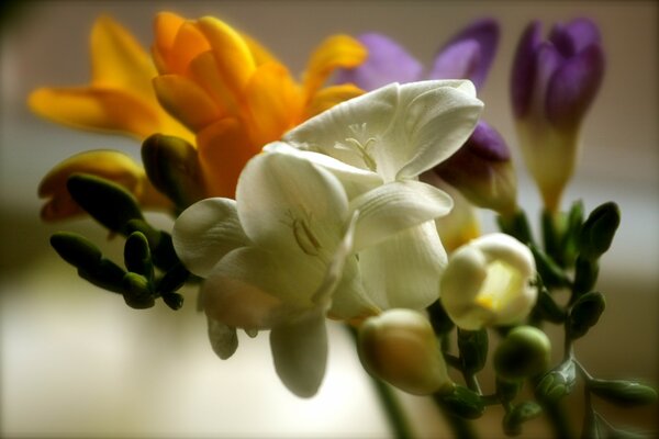 Disparo macro de brotes de flores