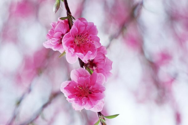 Pink blooming apple tree