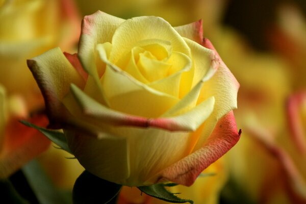 Tea yellow rose with petals