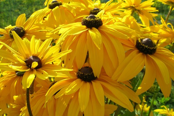 Fiori nella natura della nonna