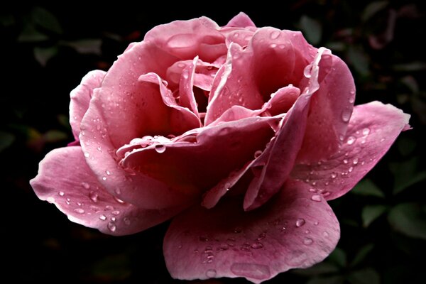 Gotas de rocío en los pétalos de una rosa delicada