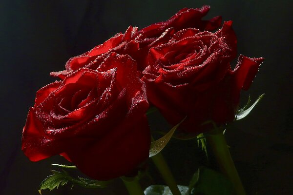 Bouquet of scarlet beautiful roses