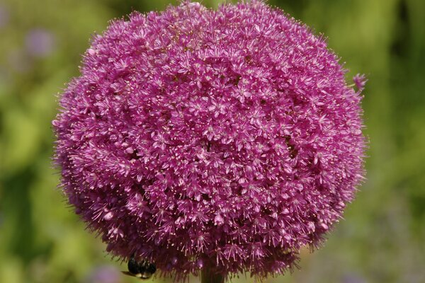 A flower in the form of a ball with a sitting bumblebee
