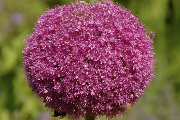 Fleur en forme de boule avec un bourdon assis