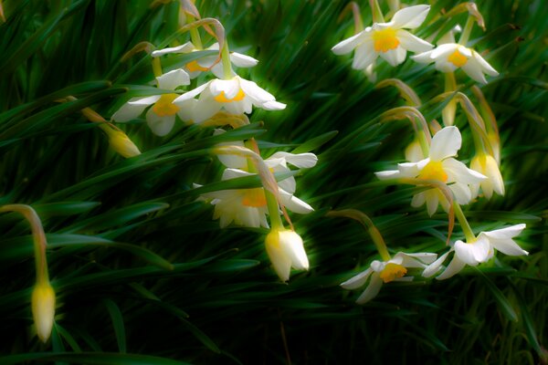 Narcisos flores de primavera, conexión con la naturaleza