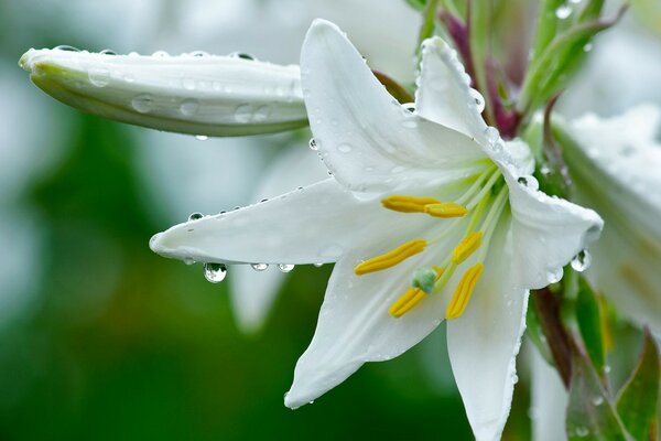 Gouttes de rosée sur un lis parfumé