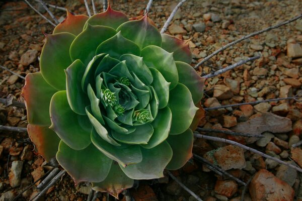 Il fiore di Sedum attecchisce bene su terreno roccioso