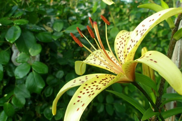 Beautiful yellow lily in nature