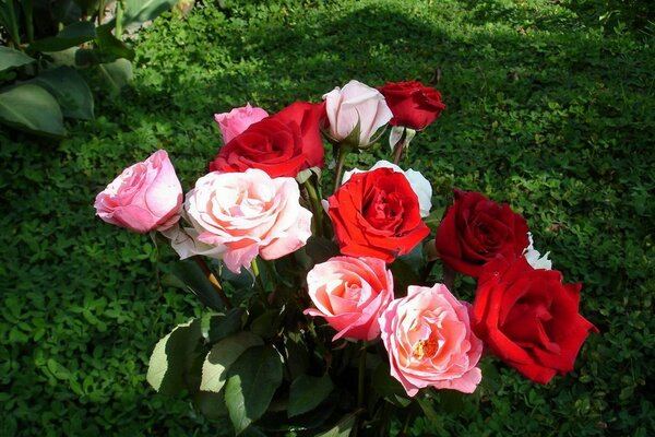 Auf grünem Hintergrund ein Blumenstrauß aus roten und rosa Rosen