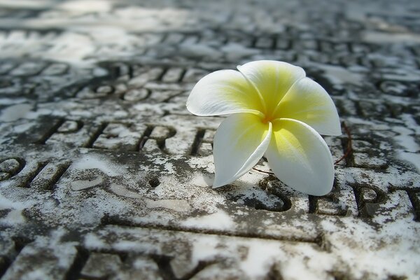 Samotna Plumeria na zimnej kamiennej płycie