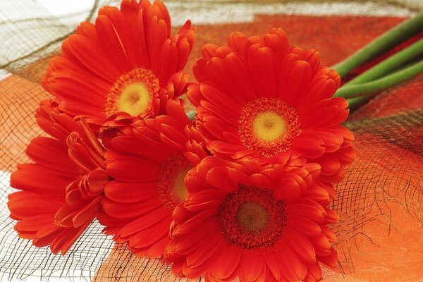 Se trouve un bouquet de gerberas orange