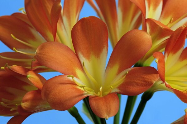 Rot-gelbe Blume auf Himmelshintergrund