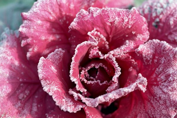Frozen pink rose with patterns