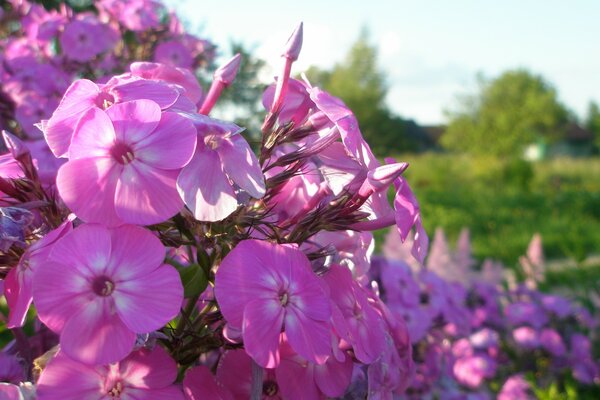 Fleurs roses en été dans la nature