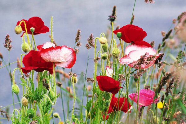 Wild Poppies in the field on the edge