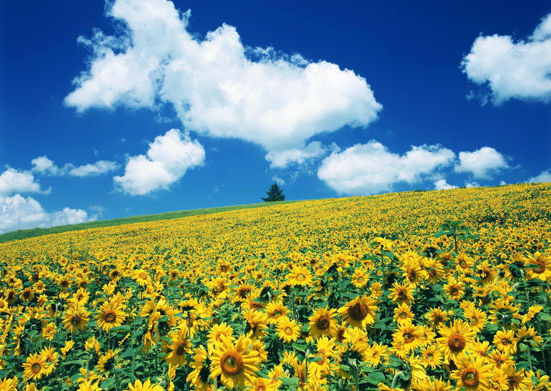 champ fleurs tournesols presque van gogh