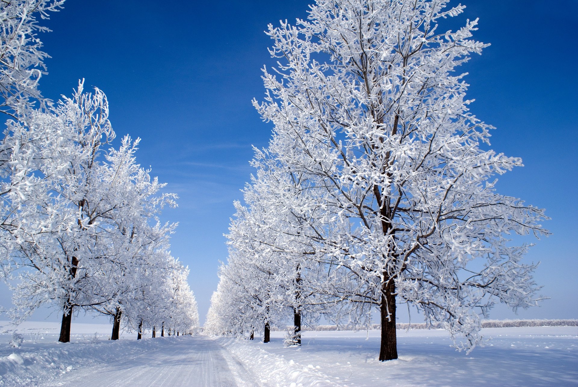 neve al mattino inverno mattina blu cielo alberi neve