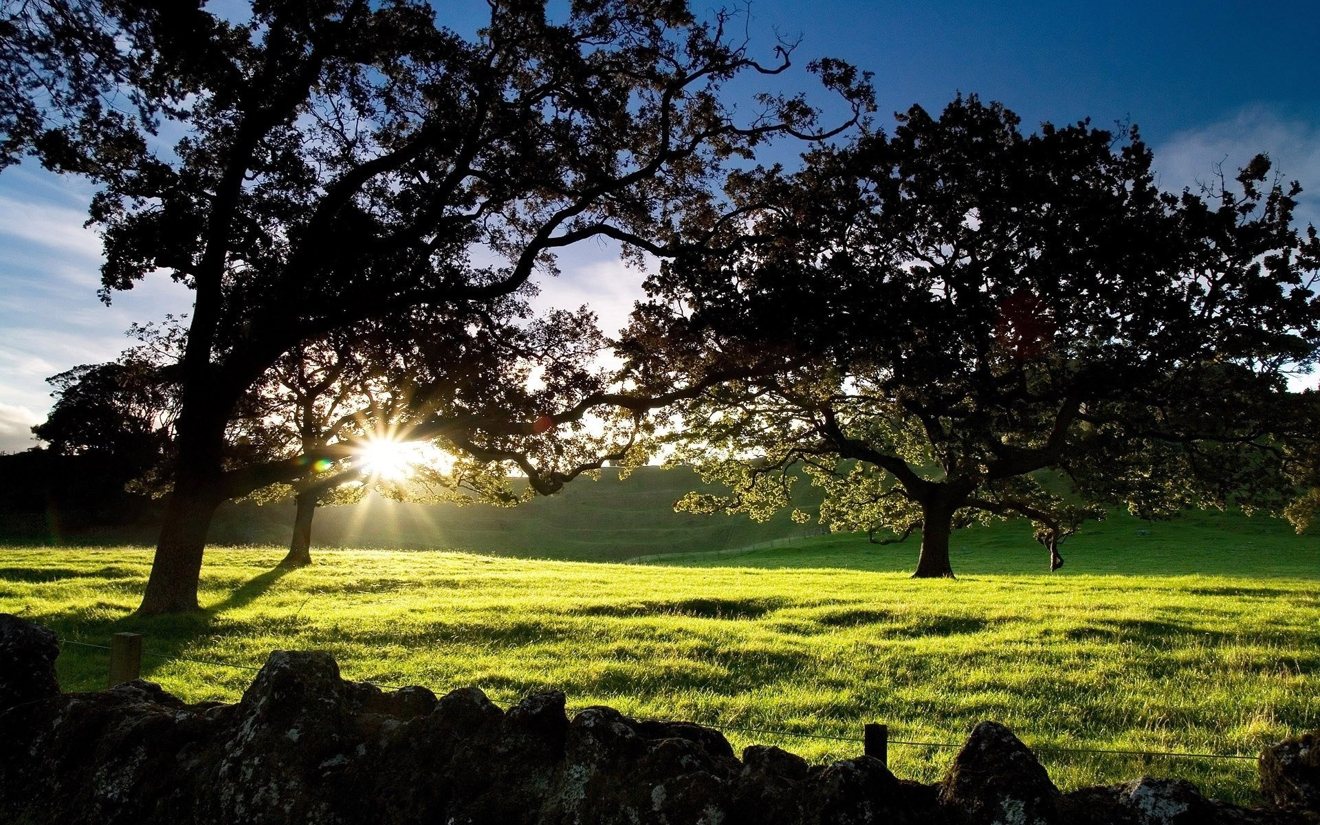 cornwall park nowa zelandia świt