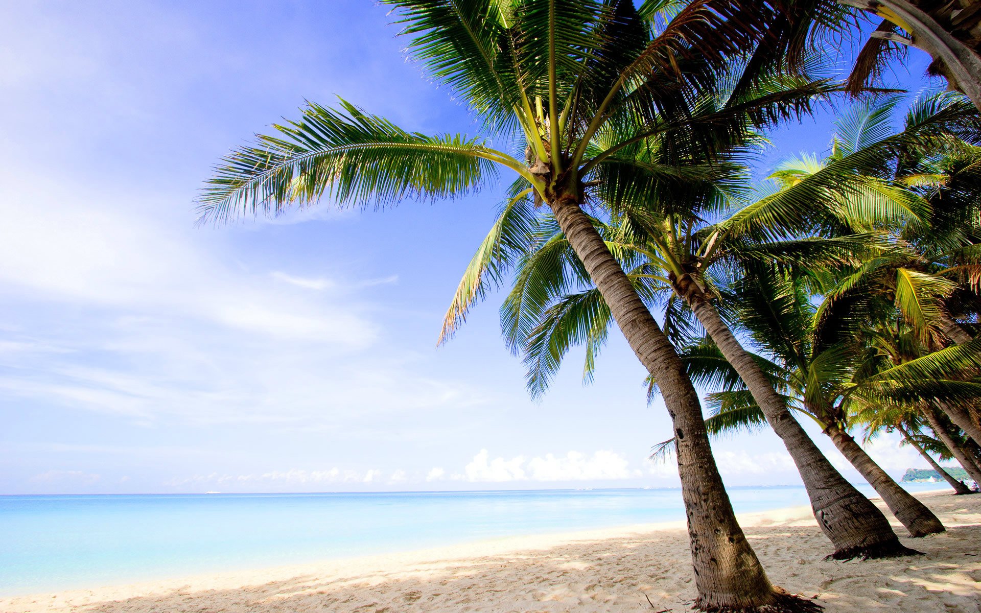 landschaft wasser strand sand sommer palmen bäume