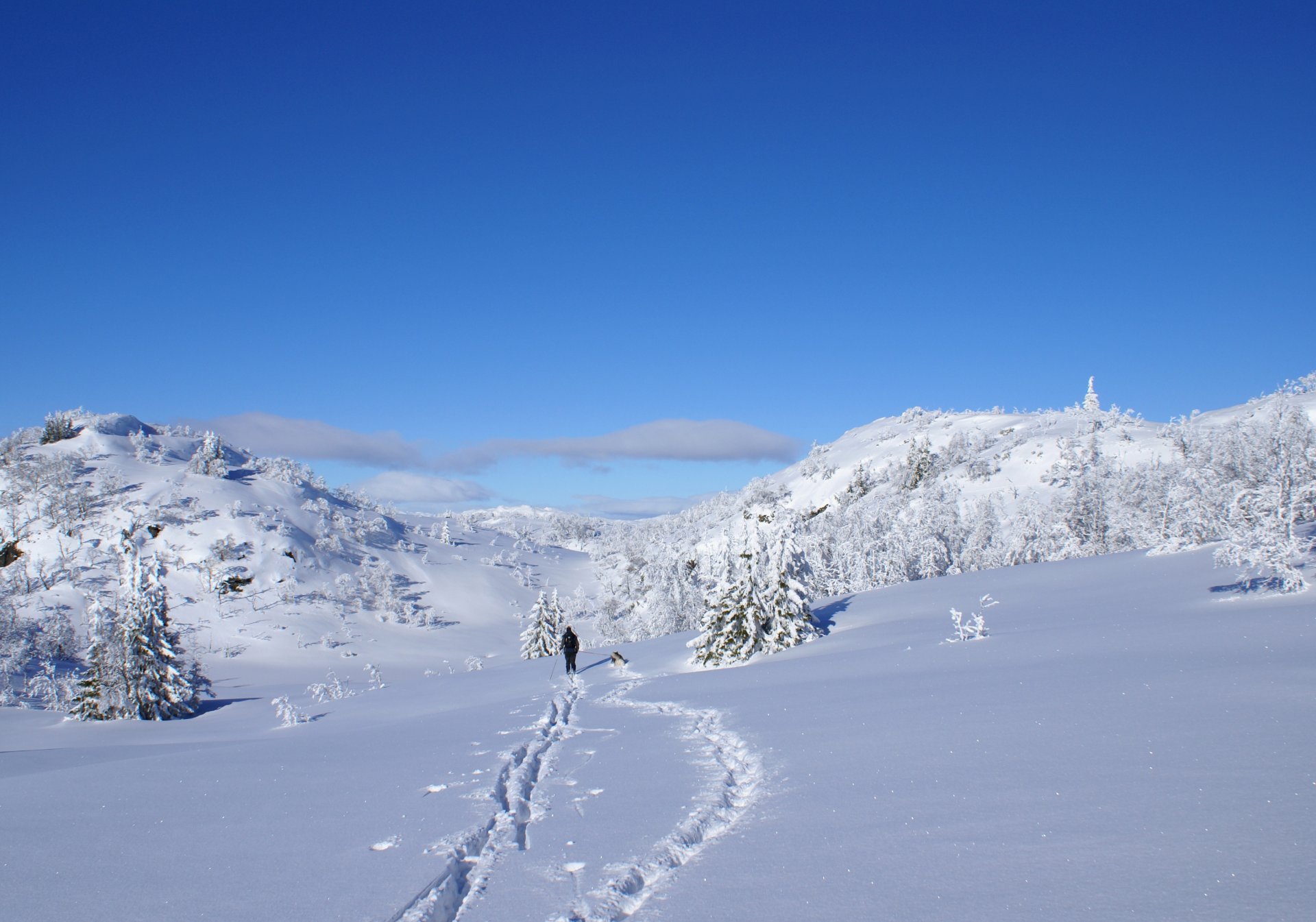 winter skier dog snow sun shine christmas tree