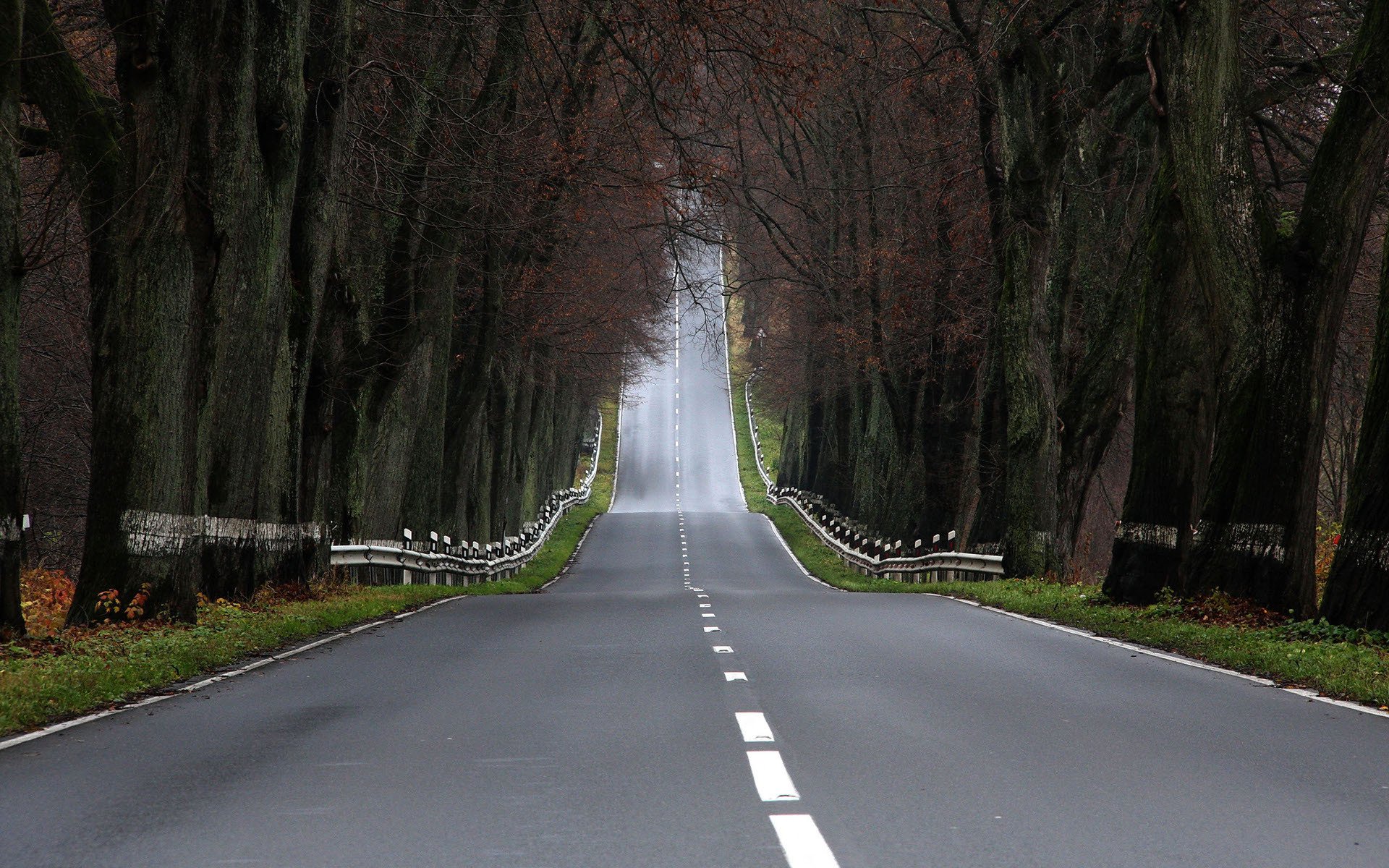 landscapes road roads forests trees photo