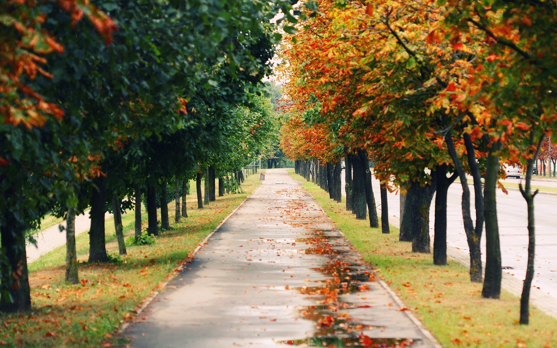 landscapes nature mood moods park trees road path paths alley alleys autumn