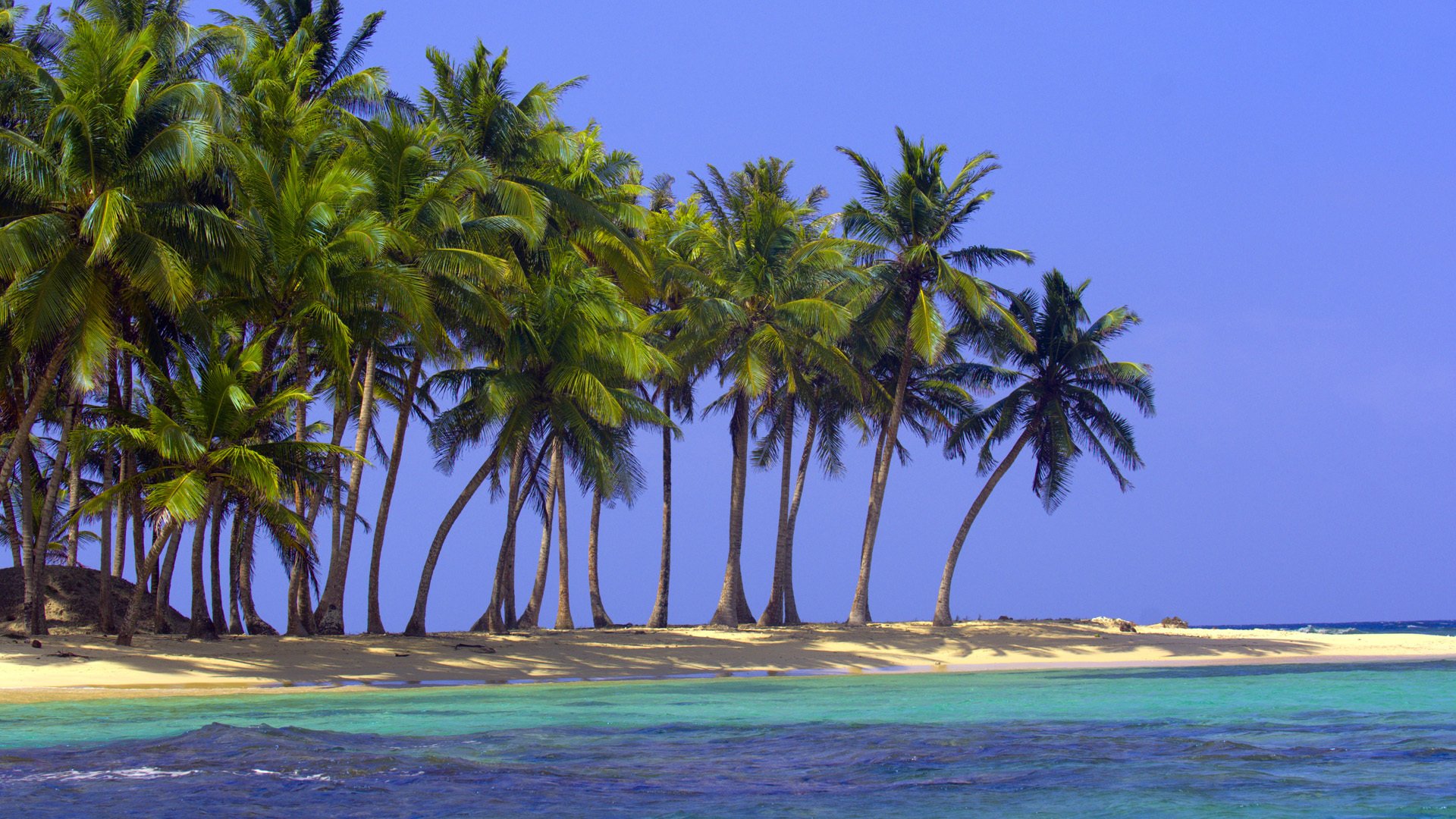 beach sand sea ocean palm tropics nature