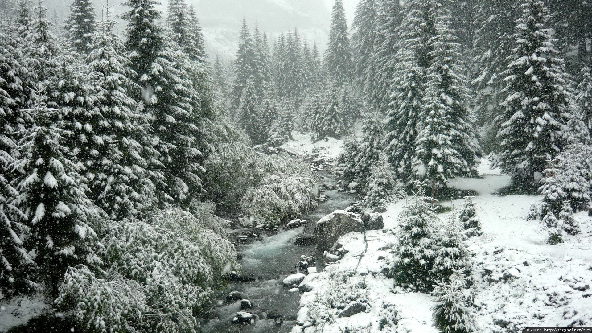 zima śnieg las drzewa natura