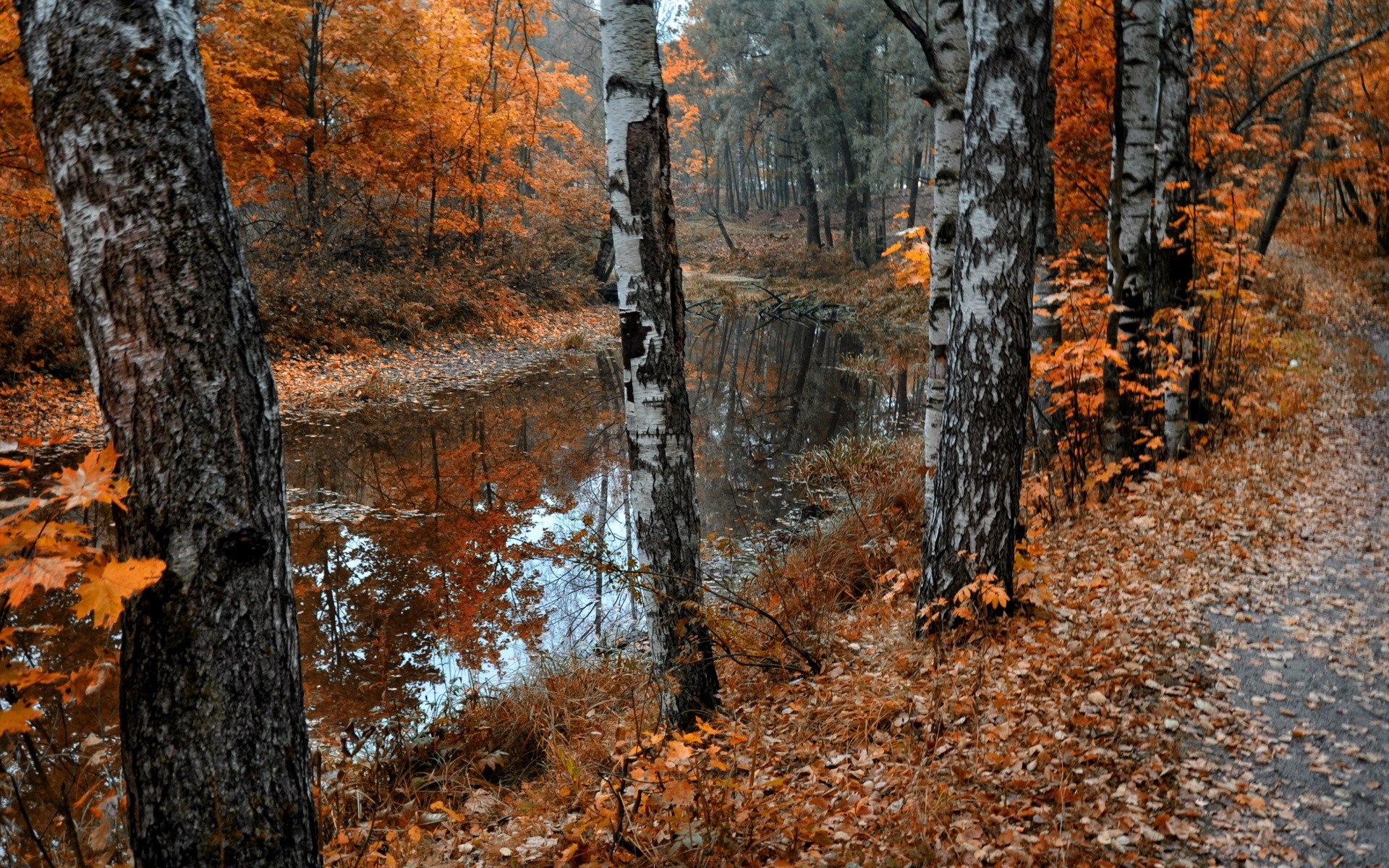 automne étang parc nature feuilles