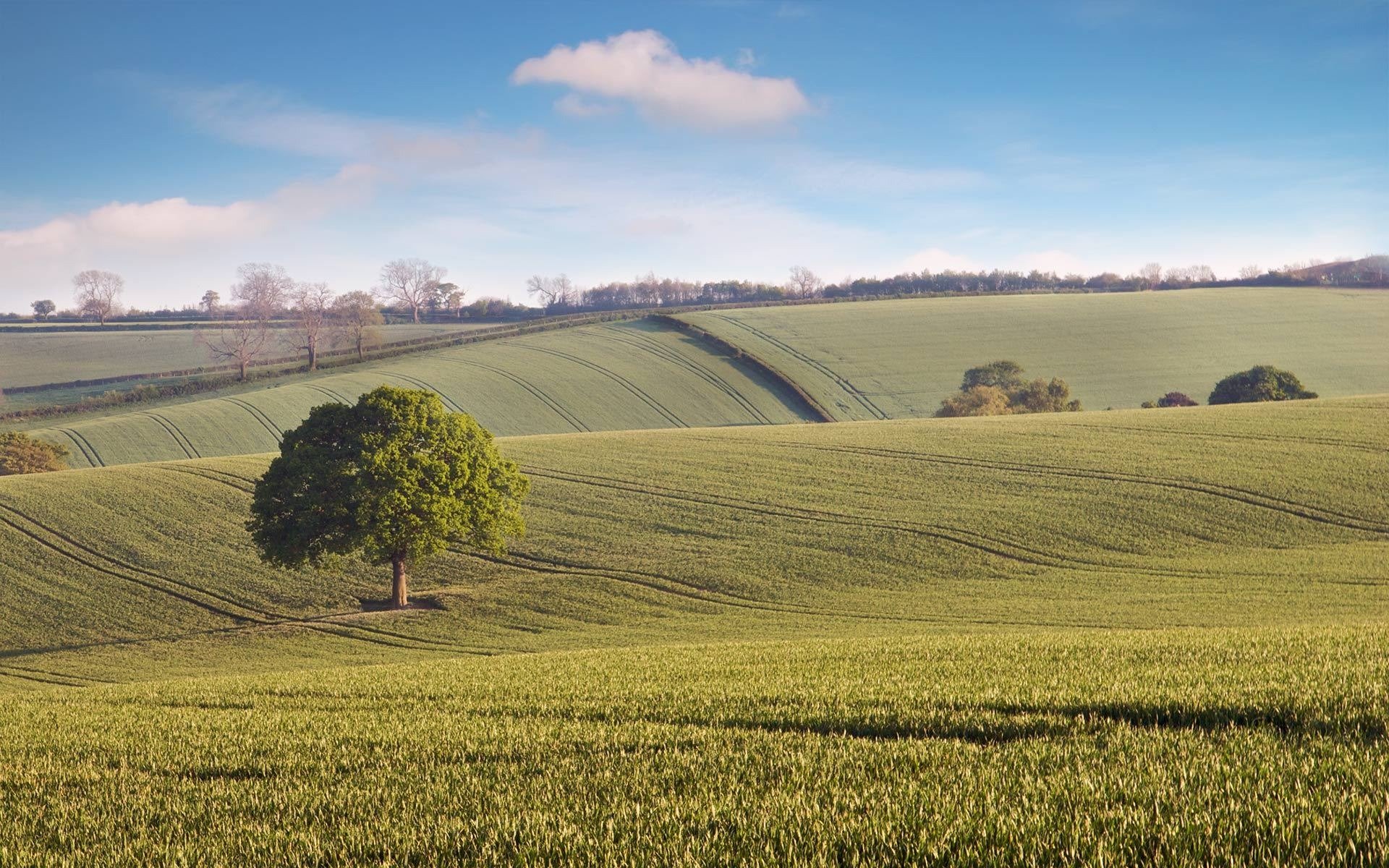 paesaggio albero campo