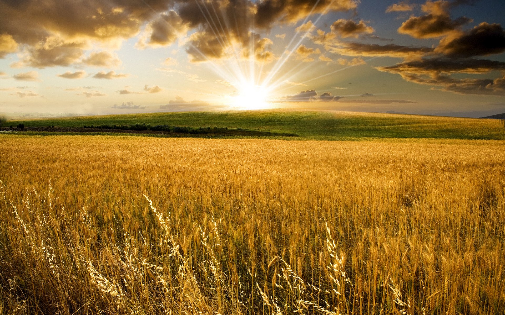 paesaggio natura campo sole colline valle spighe grano campi di grano