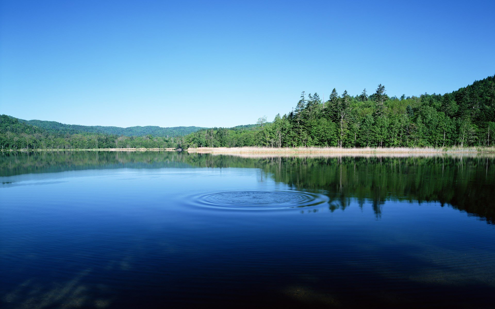 lago bosque círculos bulk