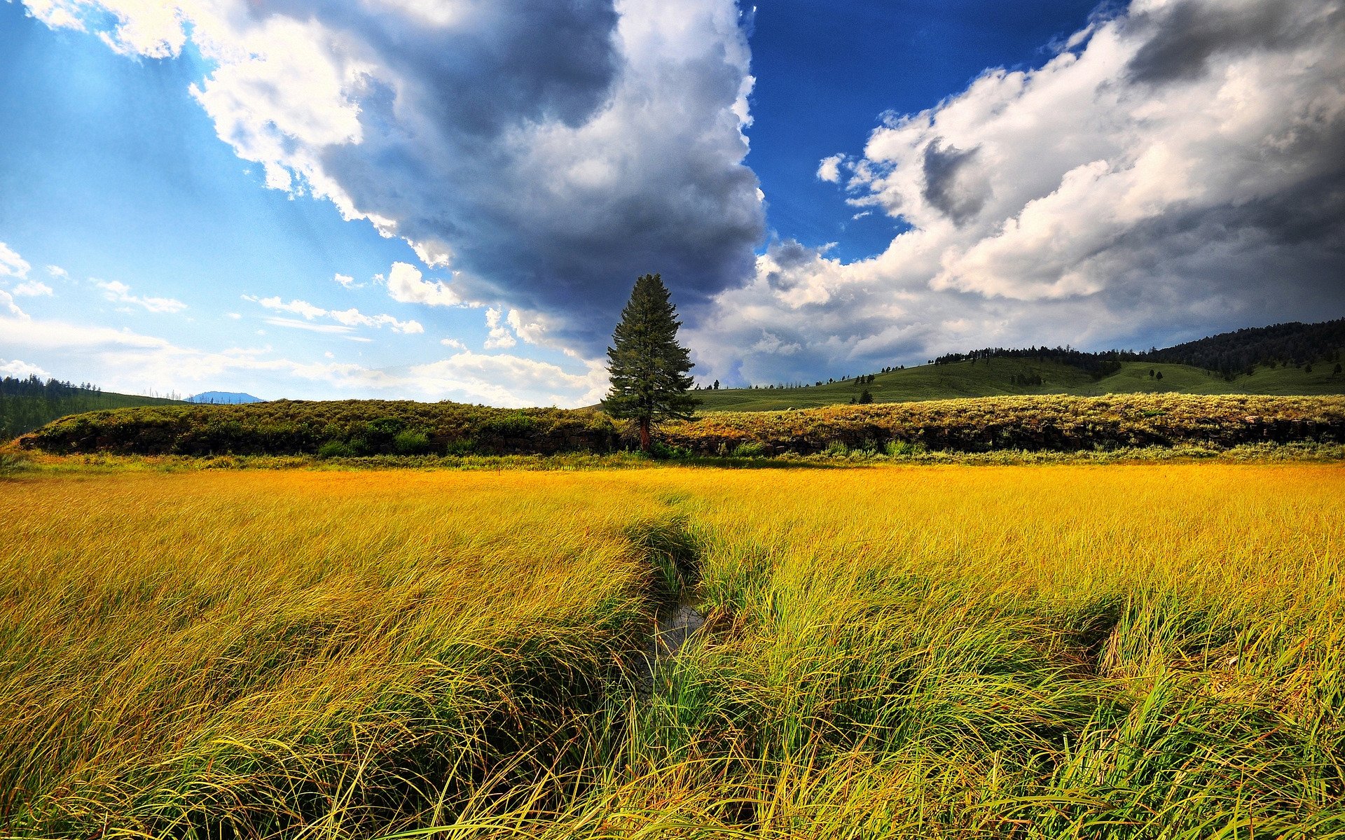 bellezza paesaggio natura alberi campo campi erba