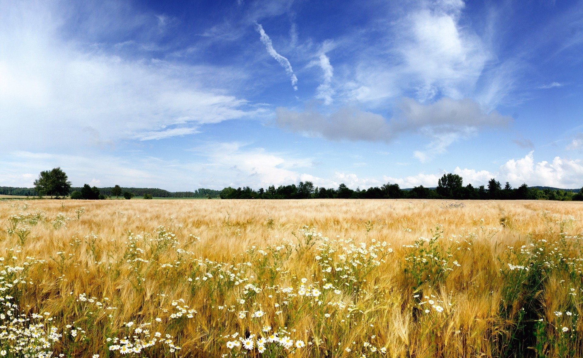 natur landschaft. feld gras blumen horizont bäume himmel wolken