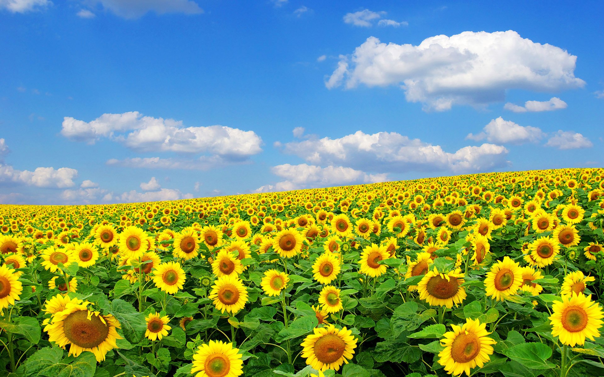 girasol sol verano naturaleza