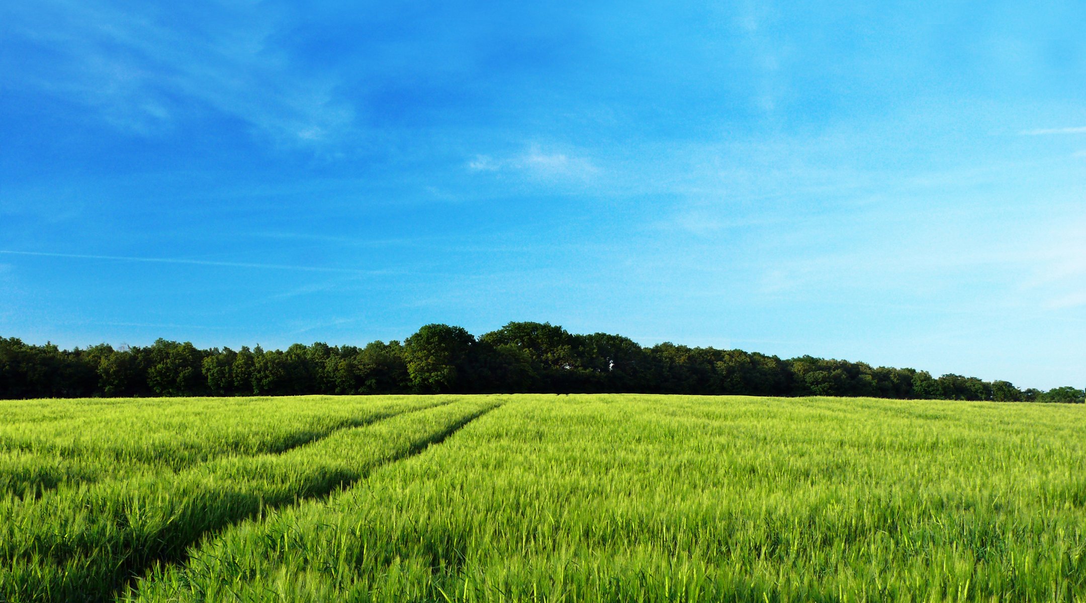 landscapes nature field fields tree forest trees spring summer