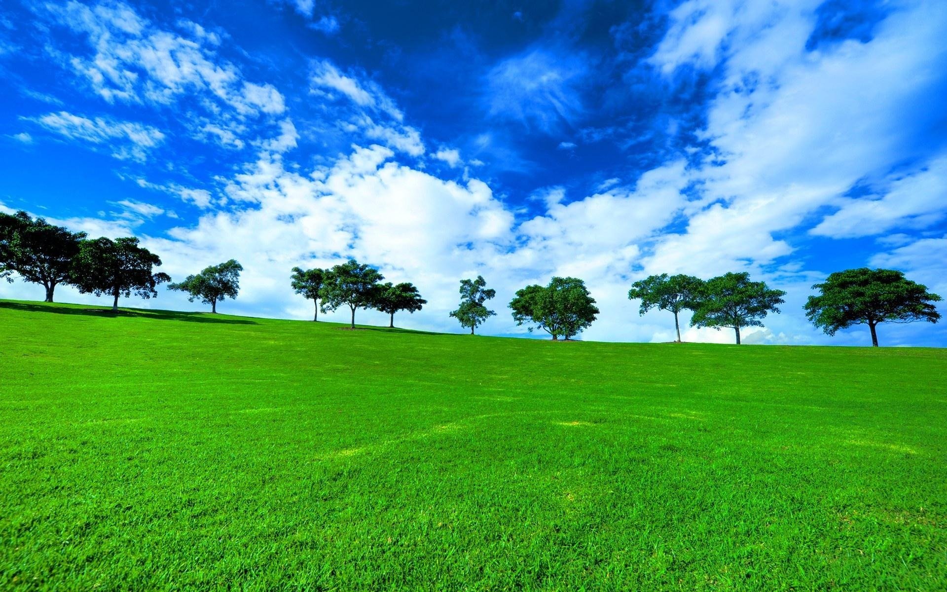 arbres herbe champ verdure nature paysage vue