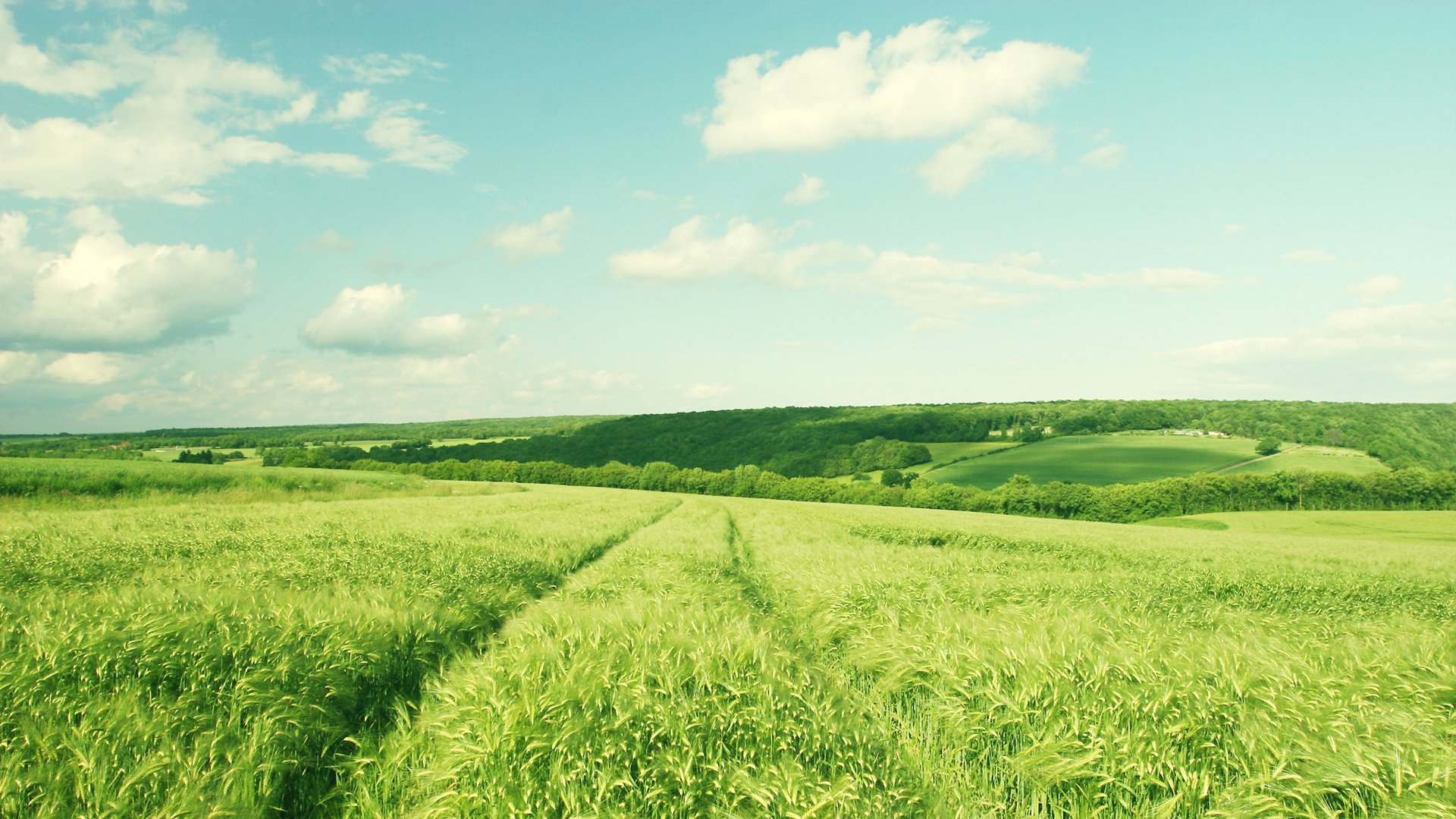 sommer feld gras ohren rascheln wind land wolken morgen tag warm sonne bäume wald urlaub