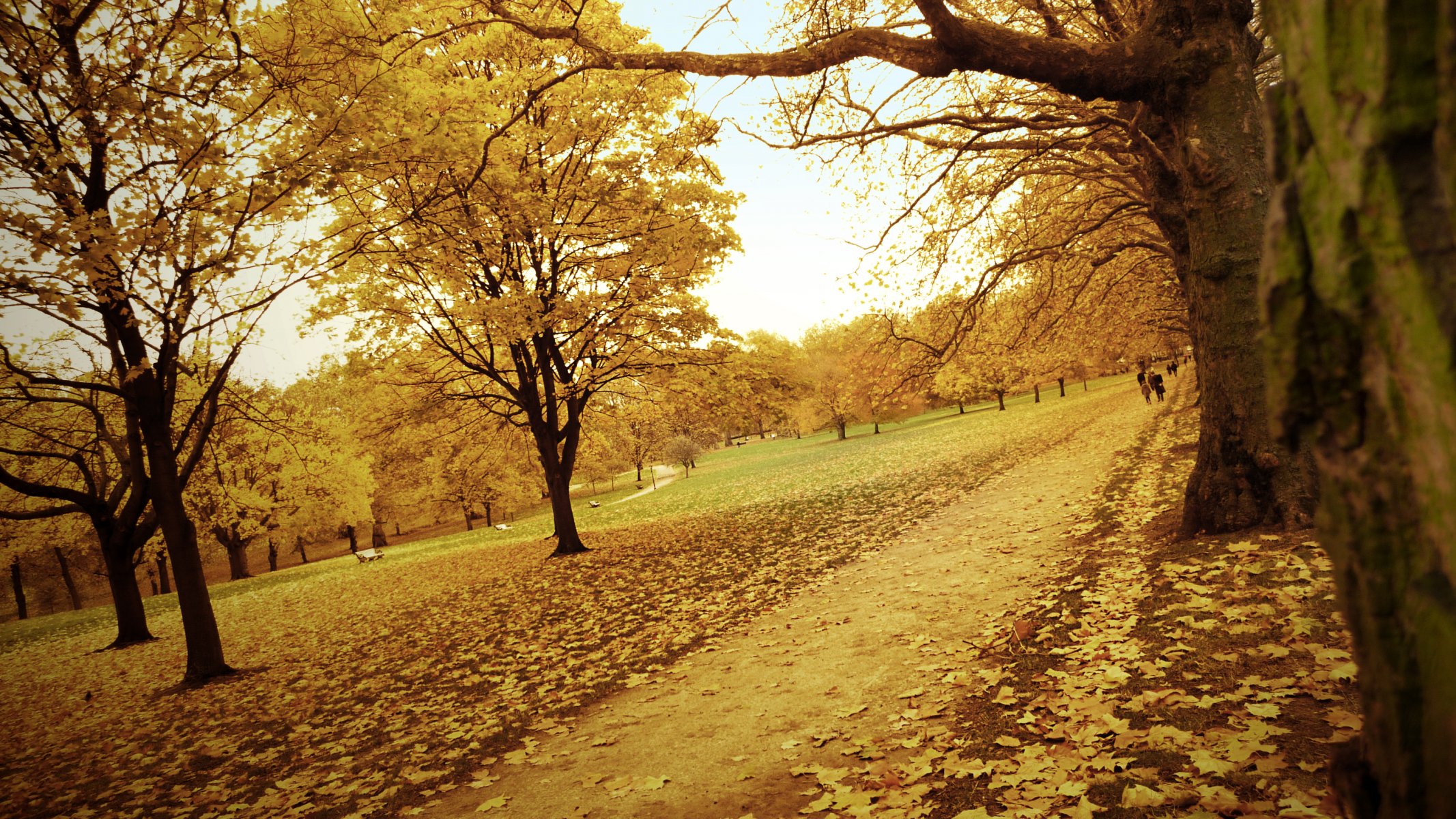 autunno foresta parco strada sentiero foglie alberi giallo