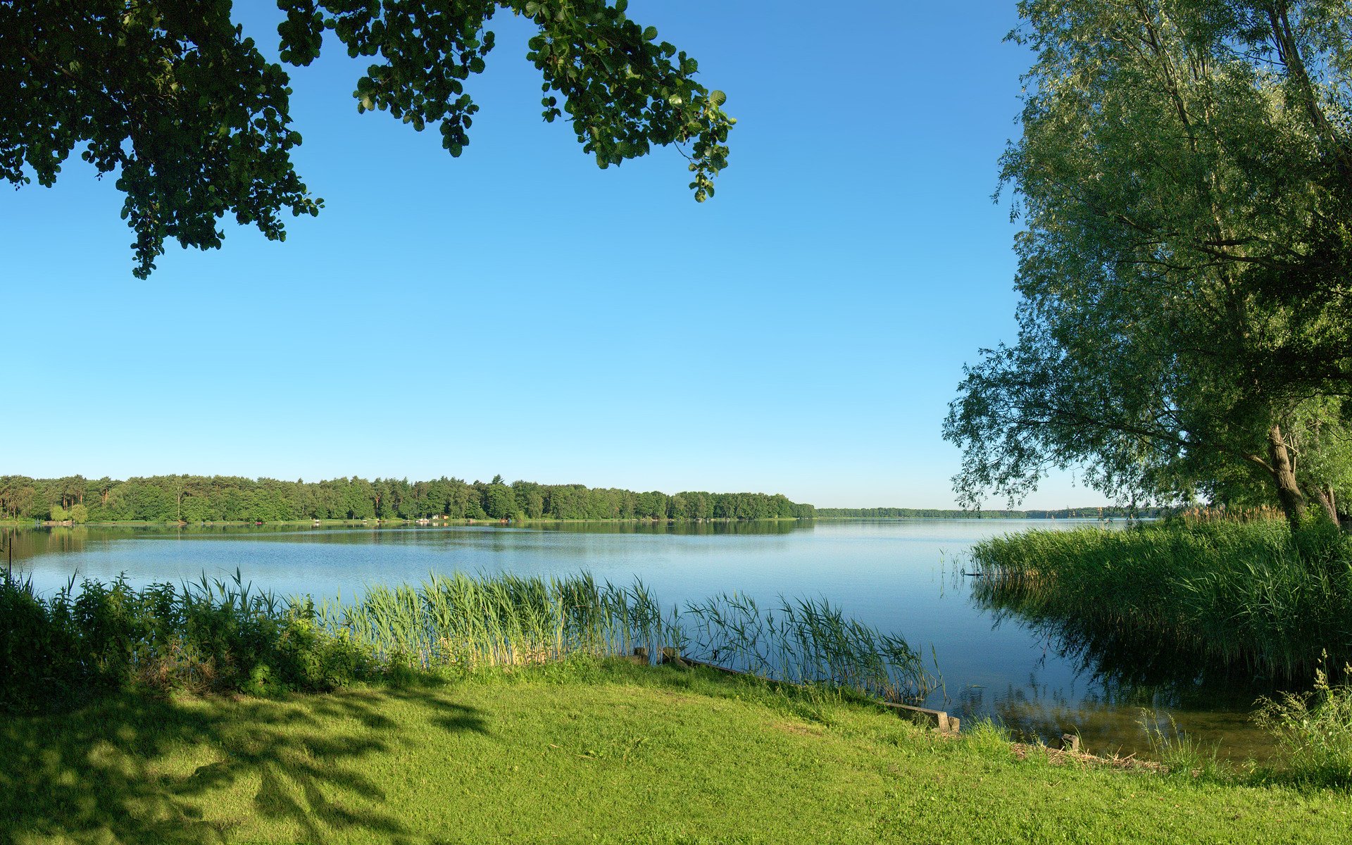 verano río naturaleza árboles hierba cañas