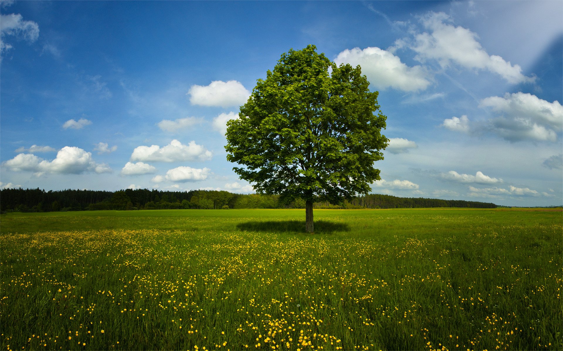 nature arbres herbe champ été printemps