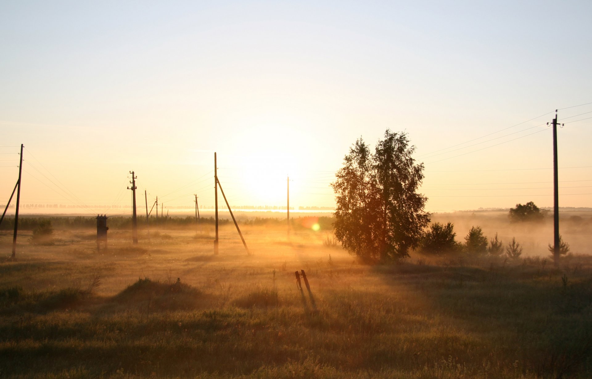 natura mgła świt poranek pole rosja drzewo