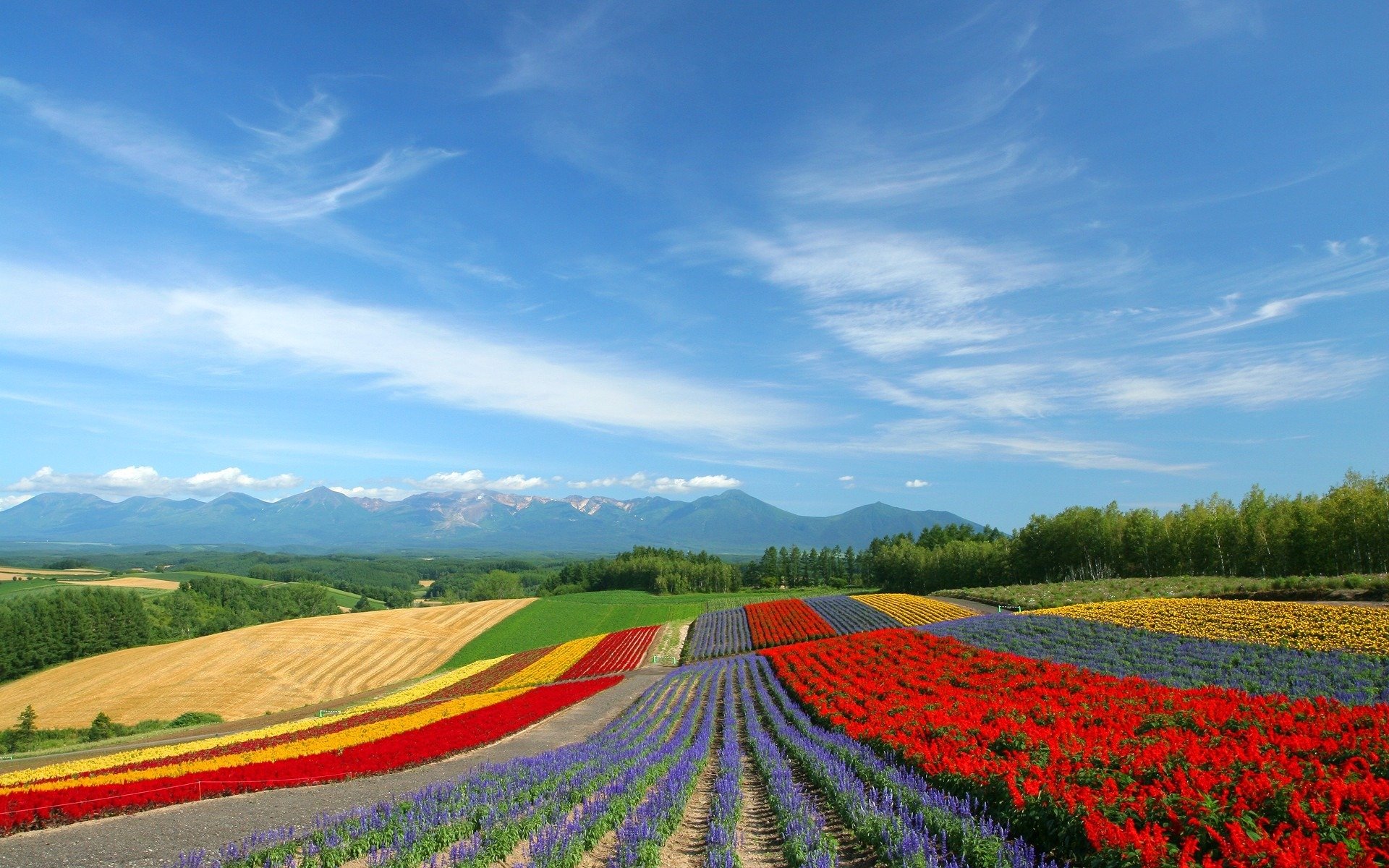 feld blumen tulpen