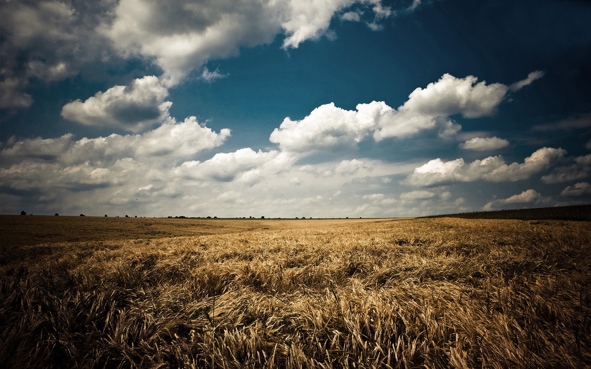 champ épis ciel bleu nuages été nature paysage