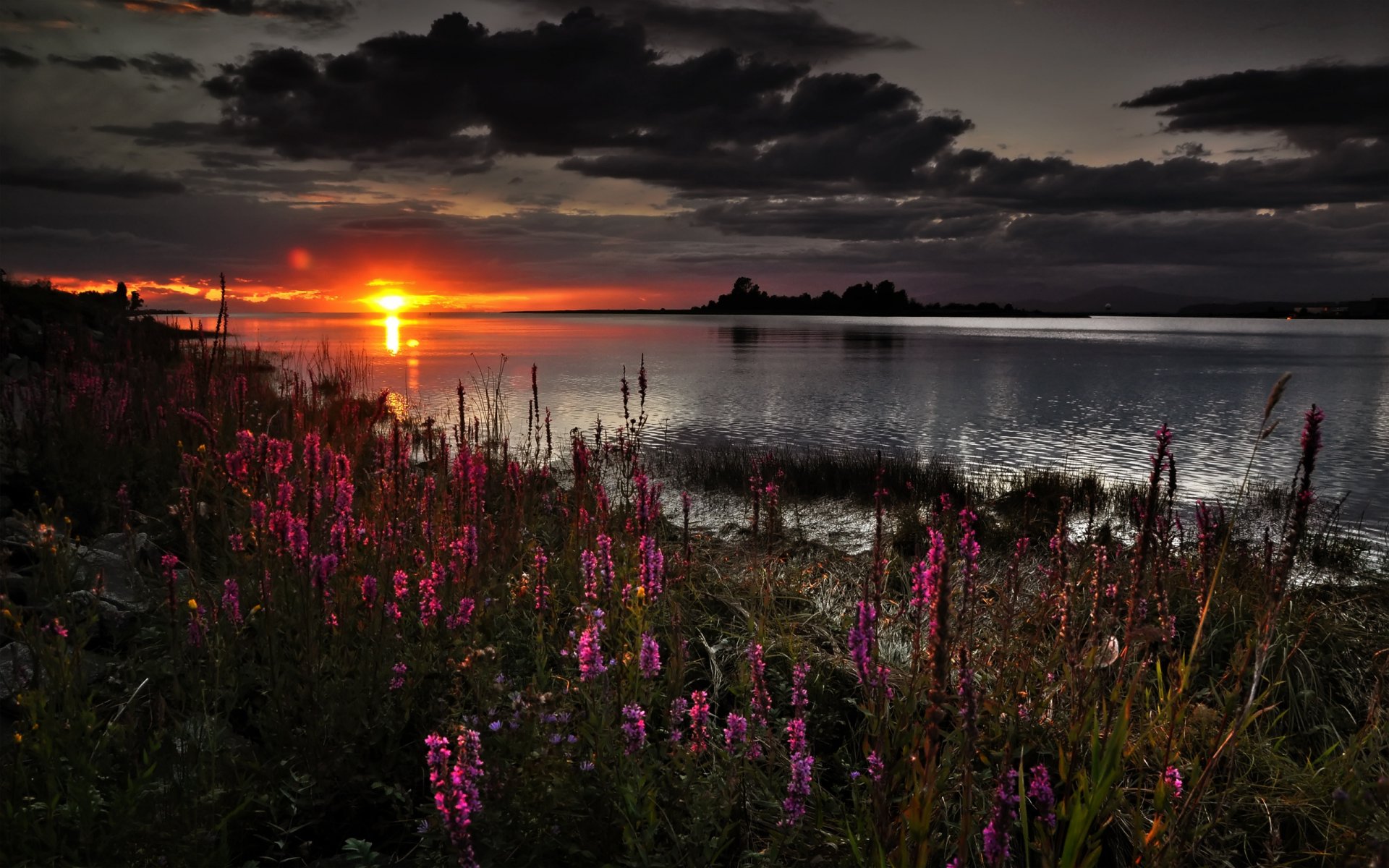 fleurs coucher de soleil nuages