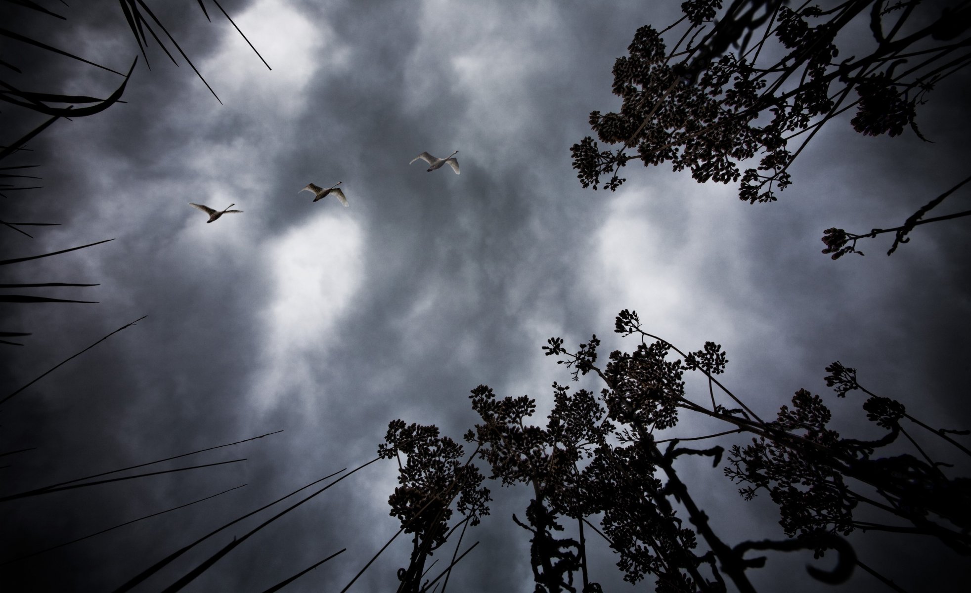 uccelli notte cielo paesaggio natura albero rami