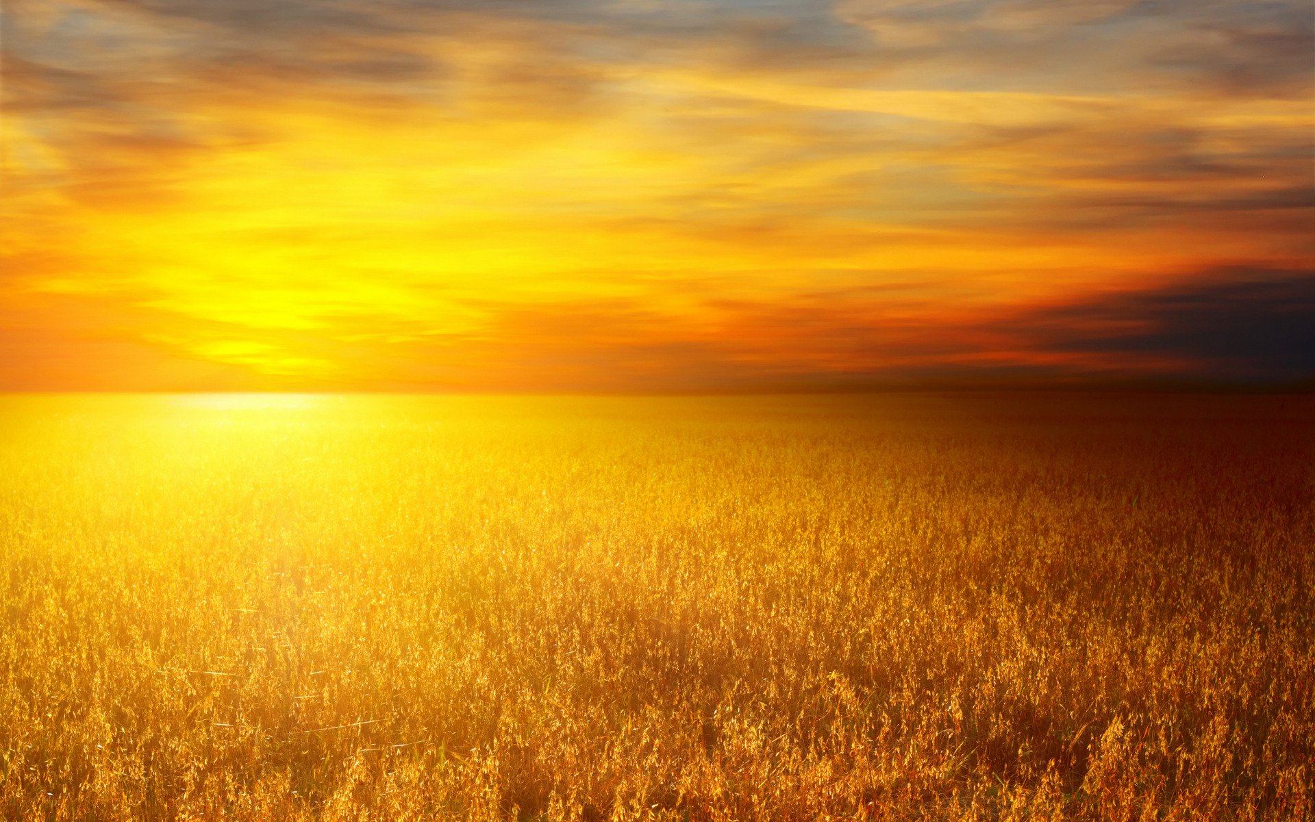 landschaften natur sonne weizen weizenfelder weizenfelder