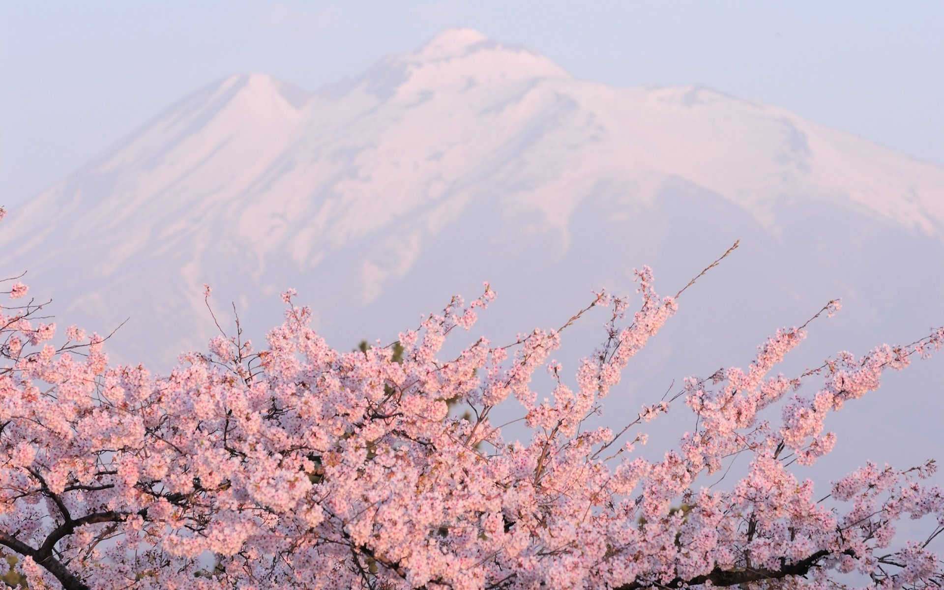 berge kirschblüten rosa